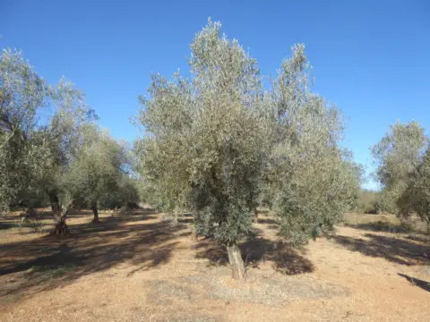 Finca rústica en Sant Mateu