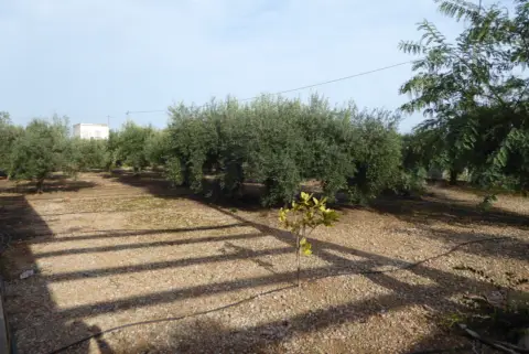 Finca rústica en Poble de Benicarló
