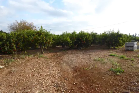 Finca rústica en Poble de Benicarló