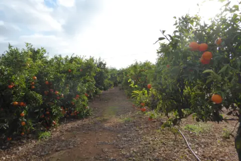 Finca rústica en Poble de Benicarló