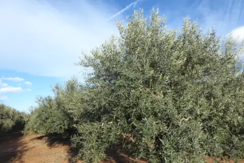 Finca rústica en Poble de Benicarló