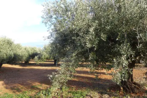 Finca rústica en Poble de Benicarló