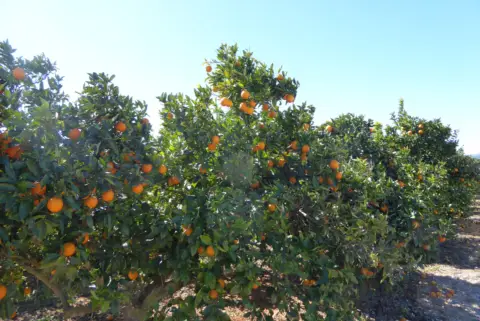 Finca rústica en Càlig