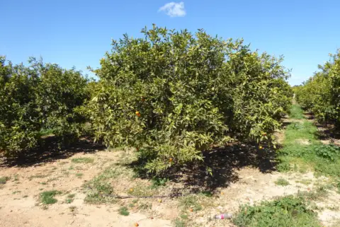 Finca rústica en Càlig