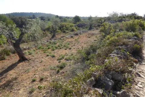 Finca rústica en Cervera del Maestre