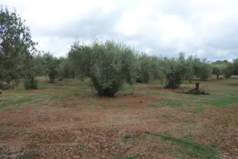 Finca rústica en Poble de Benicarló