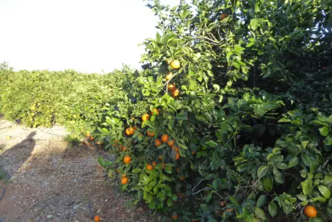 Finca rústica en Poble de Benicarló