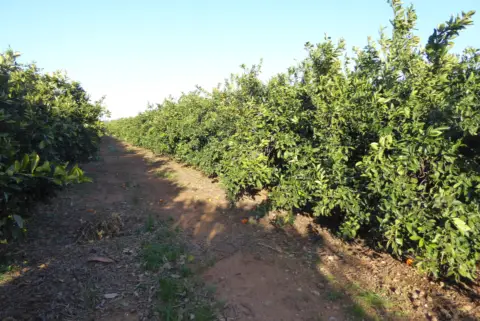 Finca rústica en Poble de Benicarló