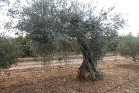 Finca rústica en Poble de Benicarló