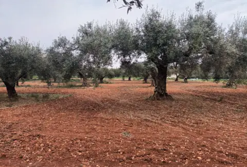 Finca rústica en Poble de Benicarló
