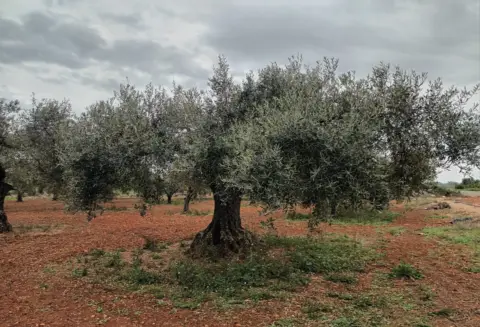 Finca rústica en Poble de Benicarló