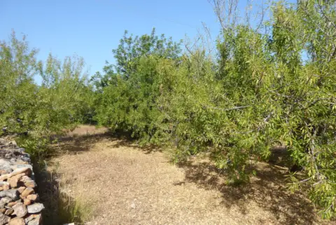 Finca rústica en Càlig