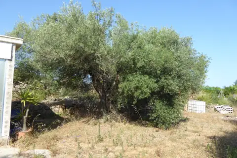 Finca rústica en Càlig