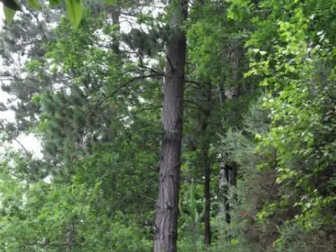 Finca rústica en Ferrerra de los Gavitos