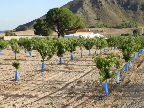 Finca rústica en Tobarra
