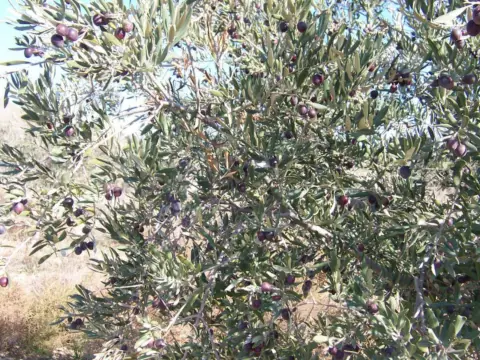 Finca rústica en Camino de las Particiones