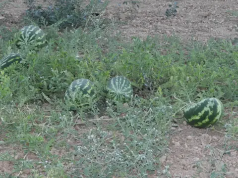 Finca rústica en Prado Nuevo
