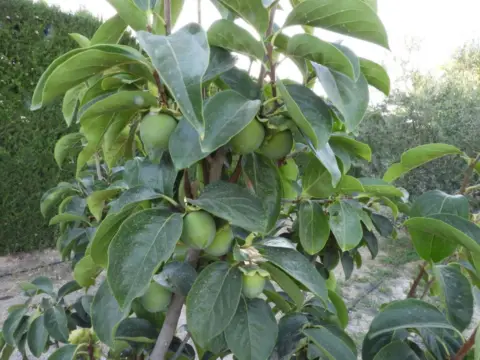 Finca rústica en Las Cuevas