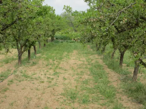 Finca rústica en calle Pedania de Sierra