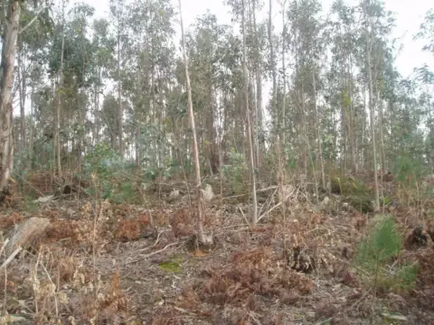 Finca rústica en calle Pinar Do Rey