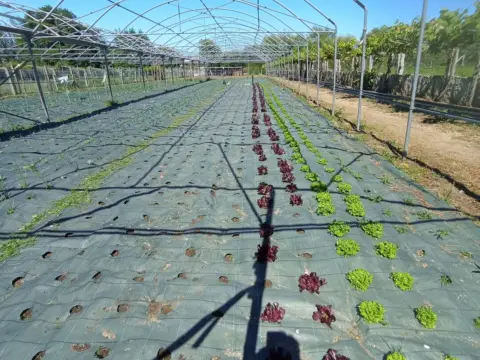 Finca rústica en Arealonga