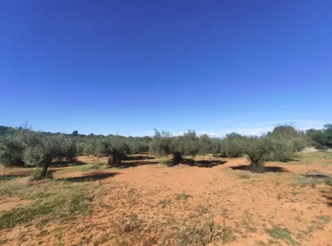 Finca rústica en calle Poligono 52   Parcela