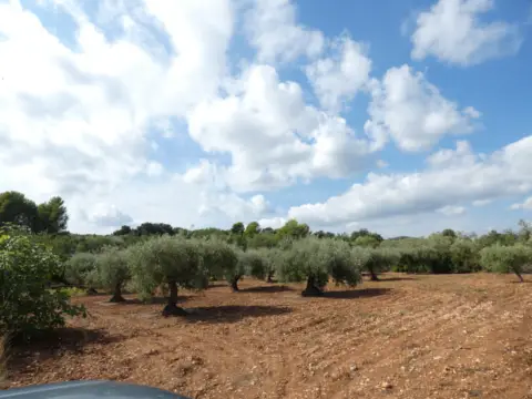 Finca rústica en calle Poligono 51  Parcela 16