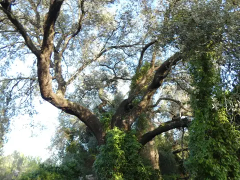 Terreno en calle Partida La Balsa, Poligono 52