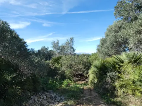 Terreno en Polígono Poligono 15, Parcelas 106 y 166