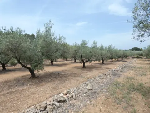 Finca rústica en Cervera del Maestre