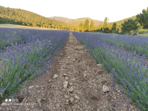 Finca rústica en Moratalla