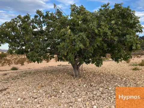 Finca rústica en Jumilla