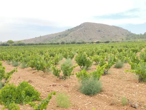 Finca rústica en Jumilla