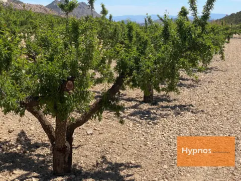 Finca rústica en Fuente del Pino