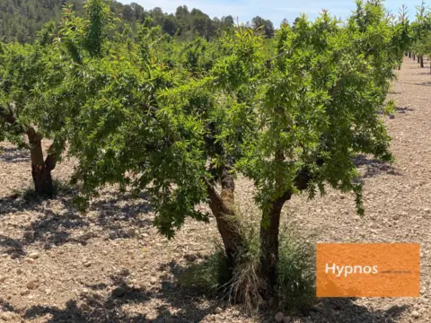 Finca rústica en Fuente del Pino
