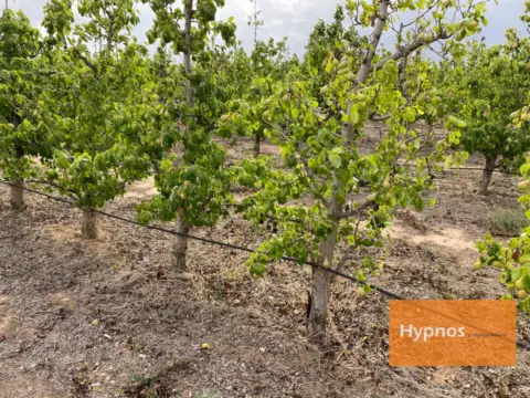 Finca rústica en Polígono 42, Par. 87