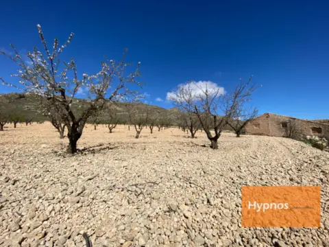 Finca rústica en Jumilla