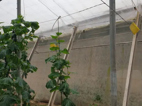 Finca rústica en calle Fuente Nueva