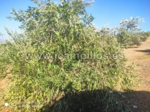 Finca rústica en calle Termino de Cabra