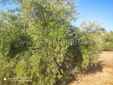 Finca rústica en calle Termino de Cabra