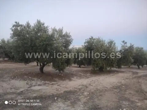 Finca rústica en calle Termino de Nueva Carteya
