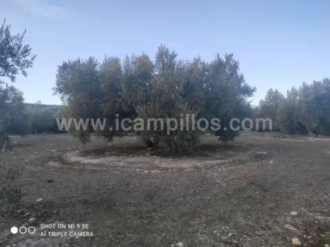 Finca rústica en calle Termino de Nueva Carteya