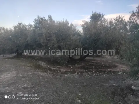 Finca rústica en calle Termino de Nueva Carteya