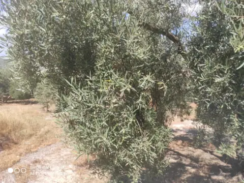 Finca rústica en calle Termino de Doña Mencia