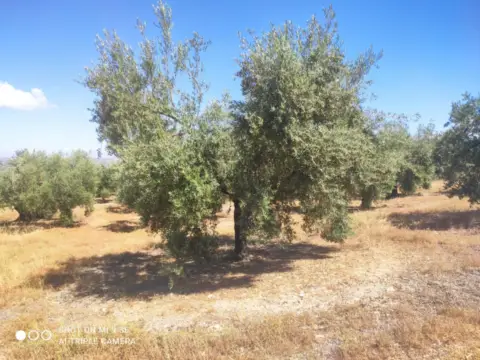 Finca rústica en calle Termino de Doña Mencia