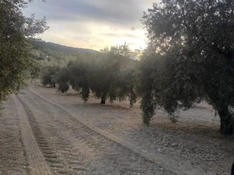Finca rústica en calle Termino de Doña Mencia , nº 01