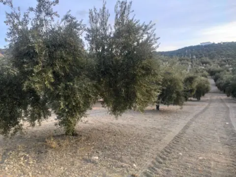 Finca rústica en calle Termino de Doña Mencia , nº 01