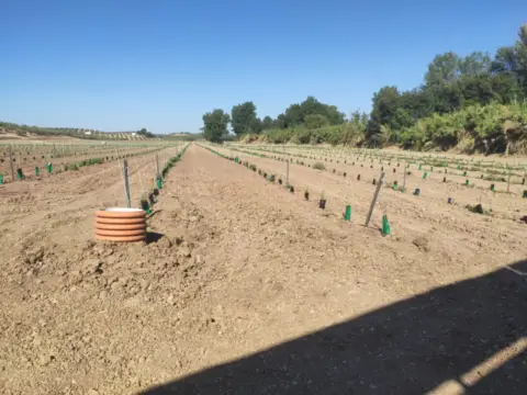 Finca rústica en calle Termino de Cabra
