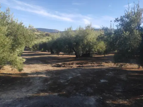 Finca rústica en calle Termino de Nueva Carteya