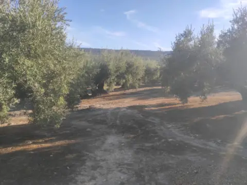 Finca rústica en calle Termino de Nueva Carteya